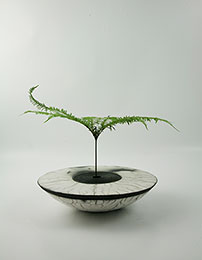 bol et plante